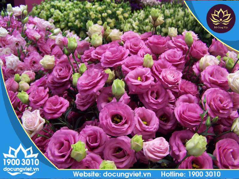 Hoa Cúng Thôi Nôi Bé Trai: Lựa Chọn & Ý Nghĩa Chi Tiết Hoa cát tường tươi tắn dùng trong mâm cúng thôi nôi bé trai