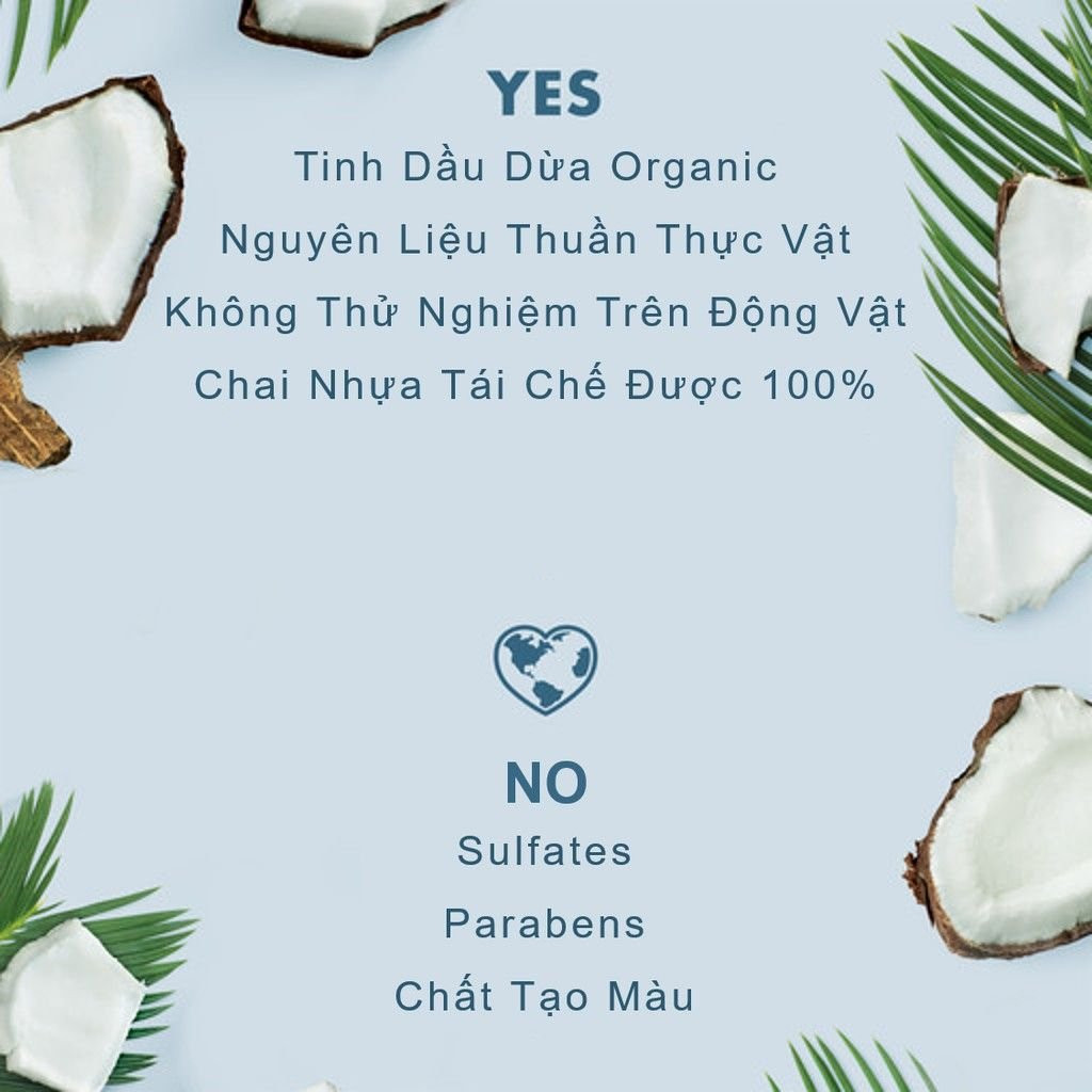 Hoa mimosa tinh tế