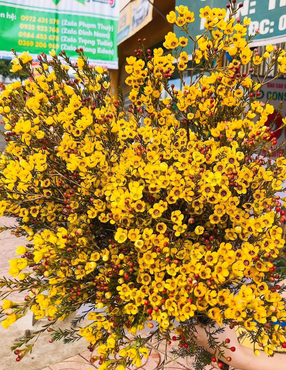 Hoa thanh liễu vàng rực rỡ mang ý nghĩa của niềm vui và tình bạn