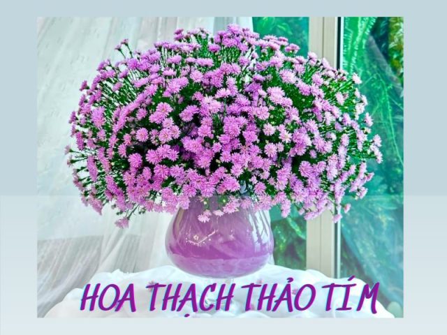Hoa Thạch Thảo Tím Ý Nghĩa: Biểu Tượng Vẻ Đẹp Chung Thủy Và Nỗi Nhớ Mênh Mang