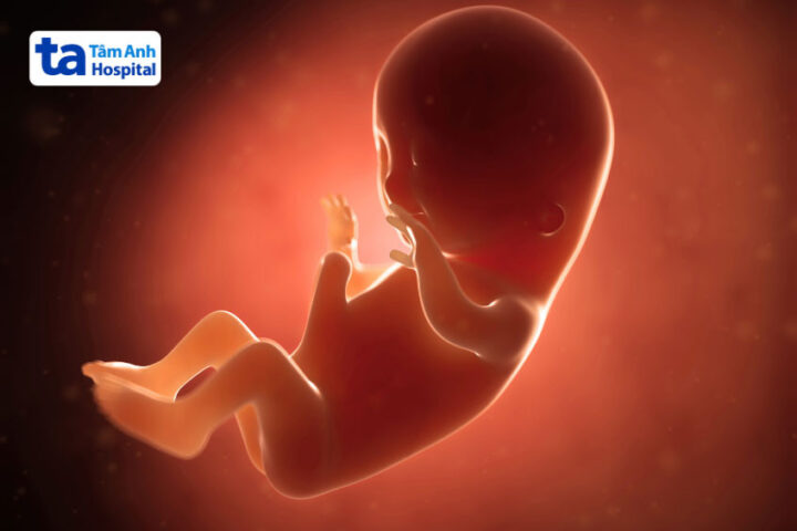 Kích thước và hình dáng của thai nhi theo tuần trong tam cá nguyệt đầu tiên