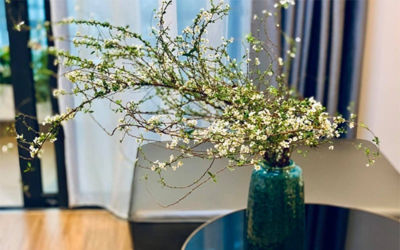 Vẻ đẹp tinh khôi và sức sống mãnh liệt của hoa tuyết mai, một lựa chọn độc đáo khi tìm loài hoa tượng trưng cho tên bạn
