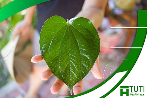 Sau Sinh Bao Lâu Thì Ăn Được Lá Lốt? Hướng Dẫn Chi Tiết