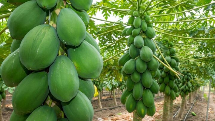 Mâm ngũ quả miền Nam với trái đu đủ