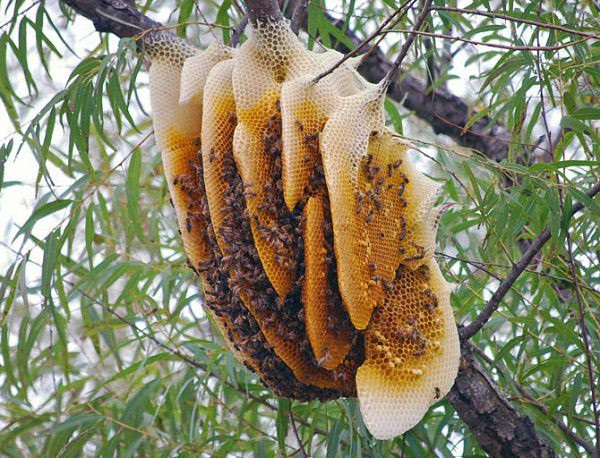 Làm sao để nhận biết mật ong nguyên chất chuẩn xác nhất