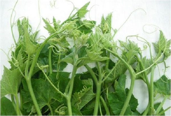 Mẹ sau sinh an tâm ăn rau bí, không lo ảnh hưởng đến nguồn sữa hay sức khỏe của bé.