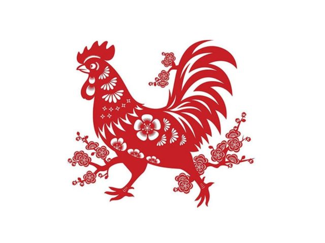 Một con gà trống đang gáy trên hàng rào vào buổi sáng sớm, biểu tượng của năm Kỷ Dậu 2029