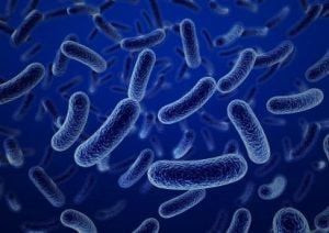 Một loại trực khuẩn thuộc nhóm Shigella