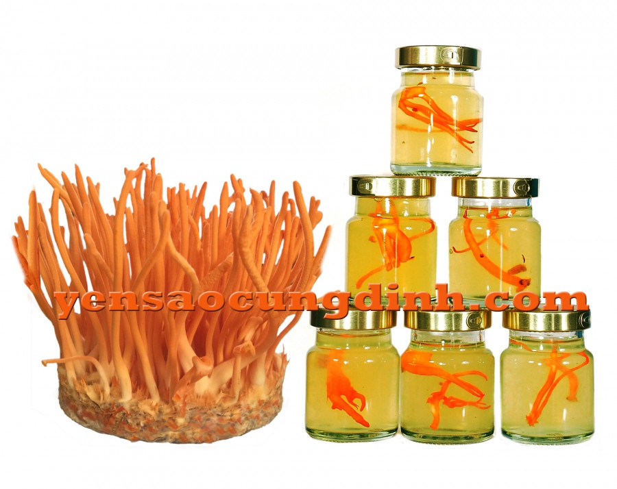 Nước Yến Đông Trùng Hạ Thảo Tinh Hoa Dưỡng Chất