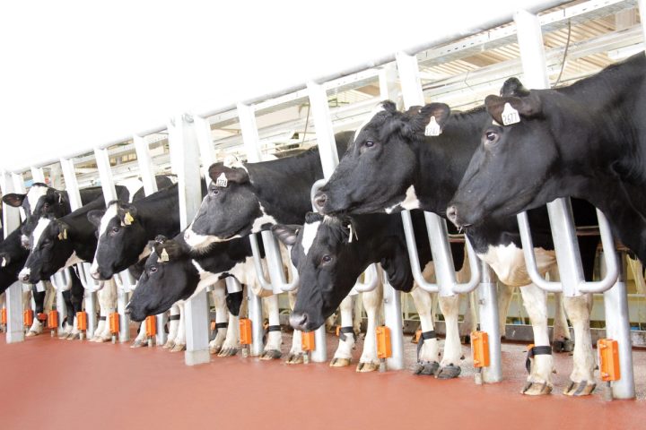 TH True Milk Của Công Ty Nào? Tìm Hiểu Sâu Về Tập Đoàn TH