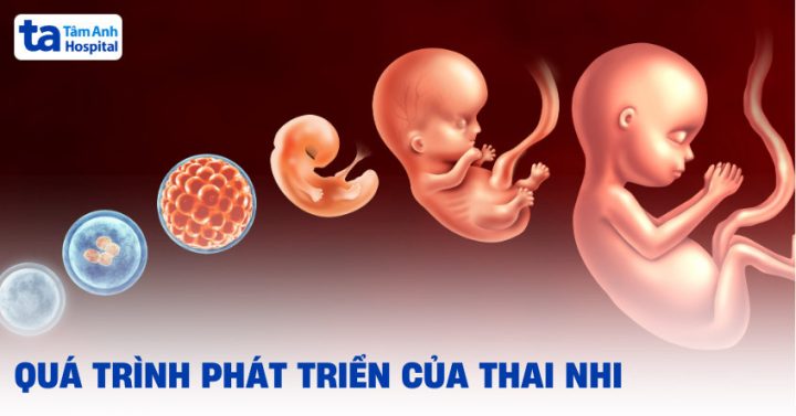 Quá trình Phát triển Thai nhi Theo Tuần: Cẩm nang Chi tiết Toàn diện