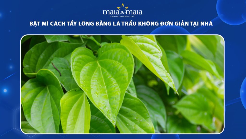 Cách Tẩy Lông Bằng Lá Trầu Không Hiệu Quả, An Toàn Tại Nhà