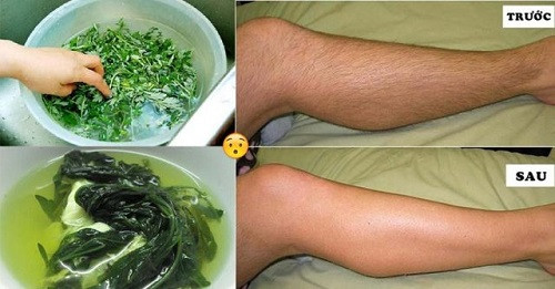 tẩy lông chân bằng ngải cứu