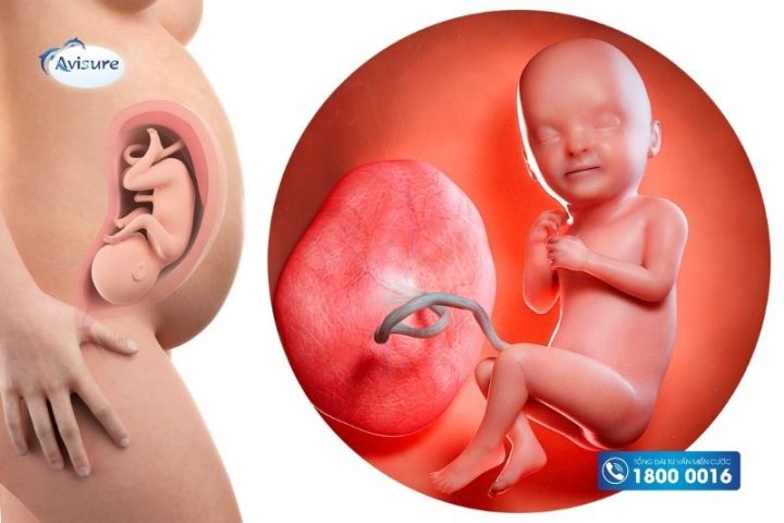 Thai 33 Tuần Phát Triển Như Thế Nào: Cẩm Nang Chi Tiết Cho Mẹ Bầu