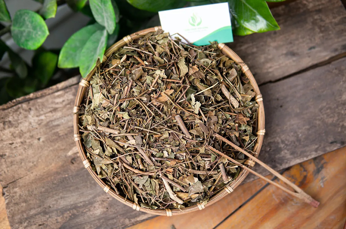 Toàn bộ cây chè vằng sẻ khô, từ lá đến thân, được phơi sấy đúng cách để giữ dược tính, là tiêu chí để biết chè vằng sẻ mua ở đâu chất lượng.