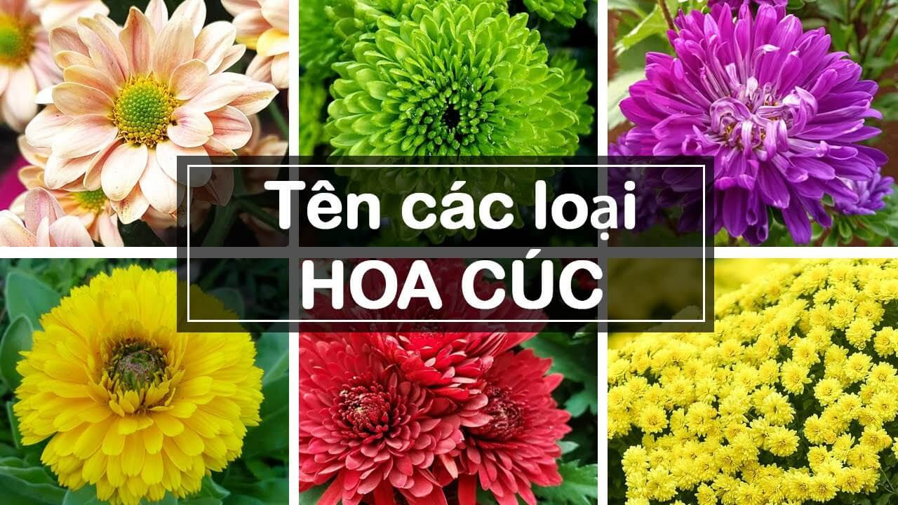 Tổng hợp các loại hoa cúc phổ biến và ý nghĩa khi cắm hoa cúc để bàn thờ đơn giản