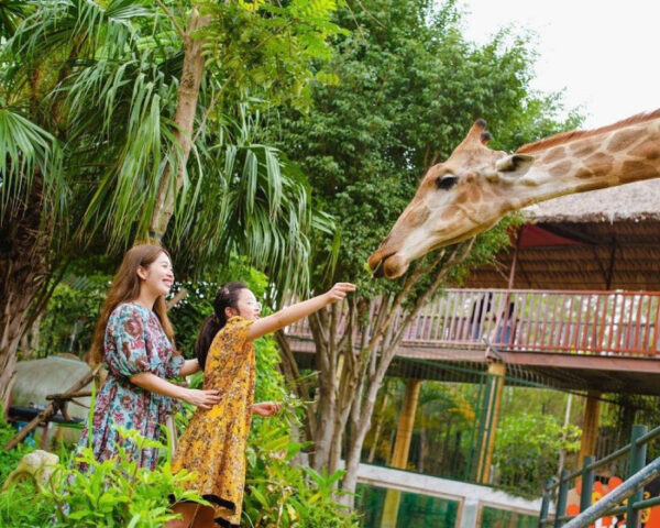 Trẻ em và gia đình trải nghiệm cho hươu cao cổ ăn tại Thiên Đường Bảo Sơn.