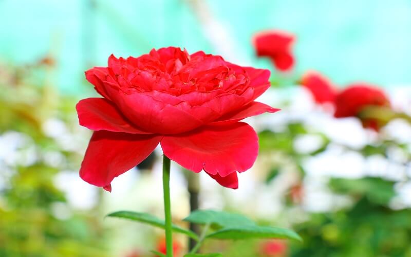 Bông hồng cho mẹ là truyện thai giáo tháng thứ 7 giàu cảm xúc