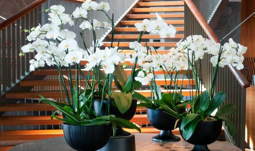 Cách Cắm Hoa Lan Đơn Giản: Hướng Dẫn Chi Tiết Từ A Đến Z