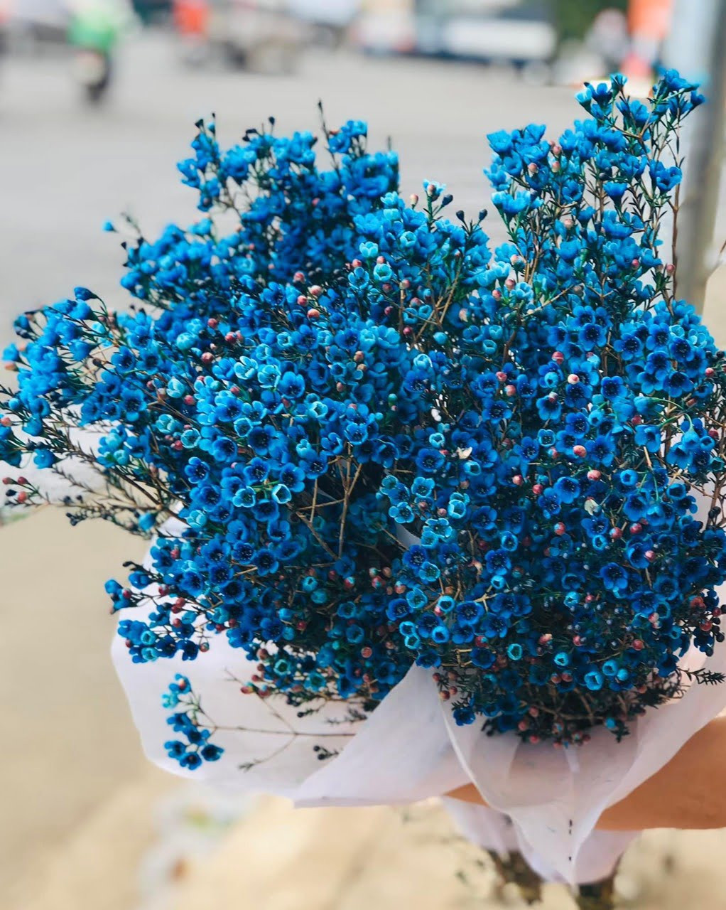 Ý nghĩa hoa thanh liễu xanh biểu trưng cho sự thủy chung