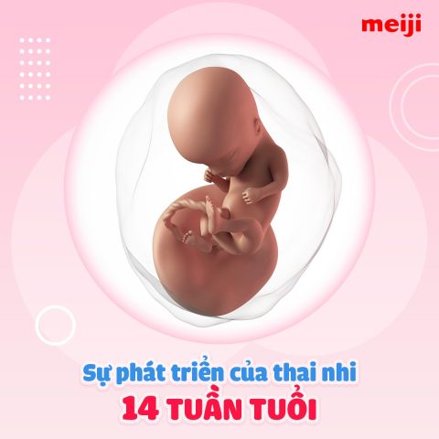 Thai 14 Tuần Bụng To Chưa: Mọi Điều Mẹ Cần Biết Về Giai Đoạn Này