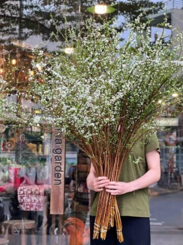 Kinh nghiệm chọn hoa tuyết mai tươi đẹp