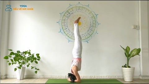 Các Tư Thế Yoga Phát Triển Trí Tuệ Tối Ưu Não Bộ