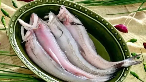 Thông tin chung về cá khoai