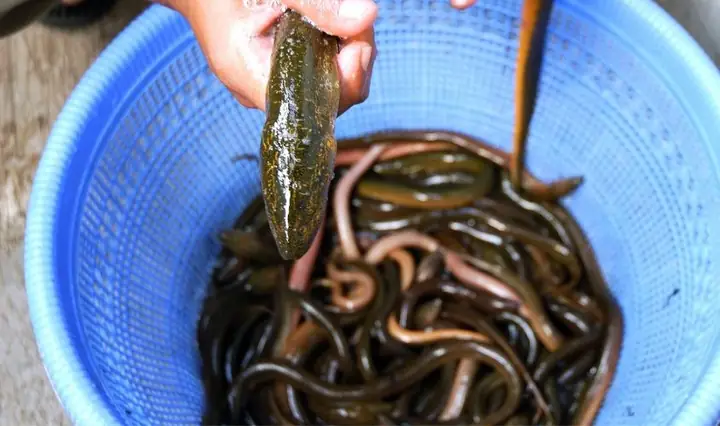 Bị Sốt Ăn Cháo Lươn Được Không? Lời Khuyên Từ Chuyên Gia