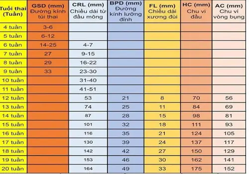 Nhá»¯ng biáº¿n Äá»i cá»§a thai nhi vÃ o tuáº§n thá»© 15 vÃ  cÃ¡c chá» sá» siÃªu Ã¢m thai