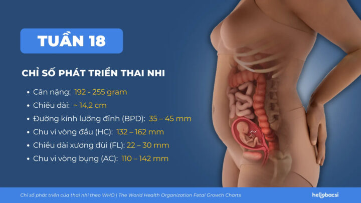 Các chỉ số quan trọng của thai nhi 18 tuần tuổi