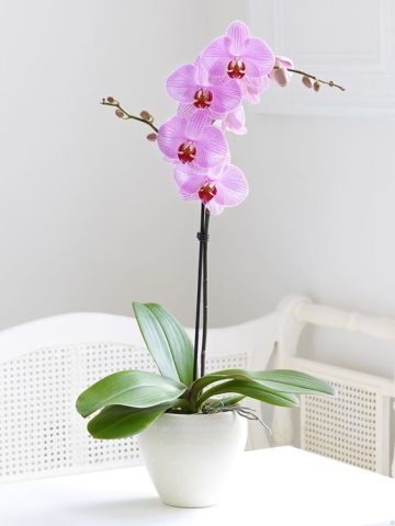 Cắm Hoa Phong Lan Nghệ Thuật: Hướng Dẫn Chi Tiết & Ý Tưởng Sáng Tạo