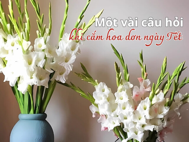 Các vấn đề khi cắm hoa lay ơn ngày Tết