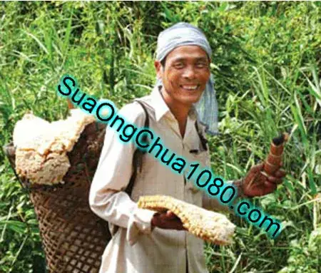 Cách nhận biết mật ong nguyên chất tốt nhất hiện nay
