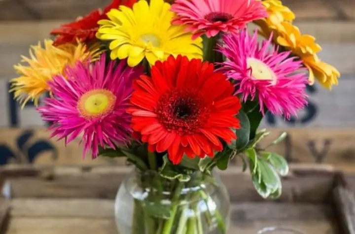 3Cách giữ bình hoa đồng tiền tươi lâu mẹ nên biết