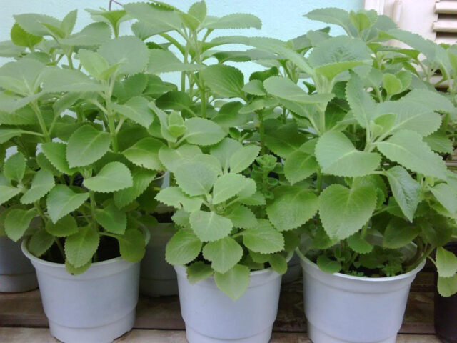 Mẹo trị ho cho trẻ nhỏ an toàn và hiệu quả tại nhà Mẹo trị ho cho trẻ nhỏ an toàn và hiệu quả tại nhà