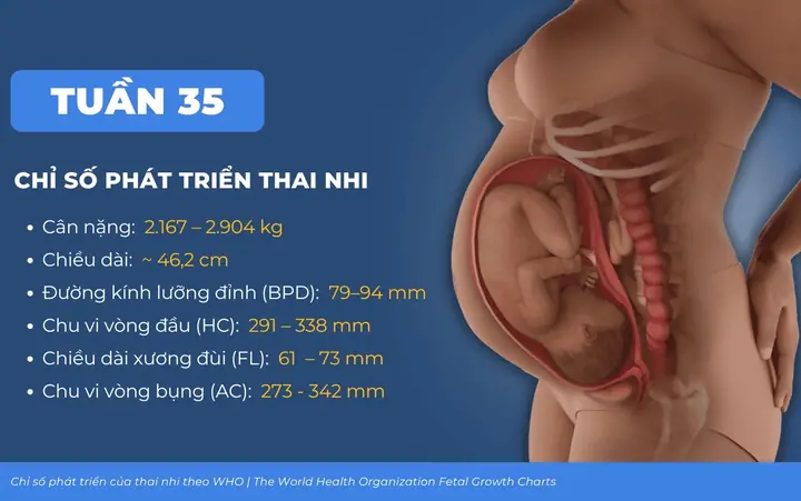 4Chỉ số thai nhi 35 tuần theo chuẩn WHO 4Chỉ số thai nhi 35 tuần theo chuẩn WHO