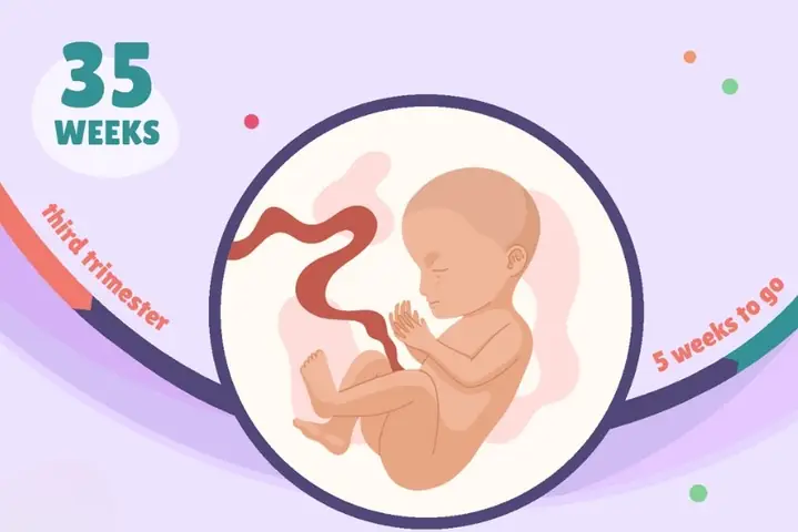 3Thai nhi 35 tuần phát triển như thế nào? 3Thai nhi 35 tuần phát triển như thế nào?