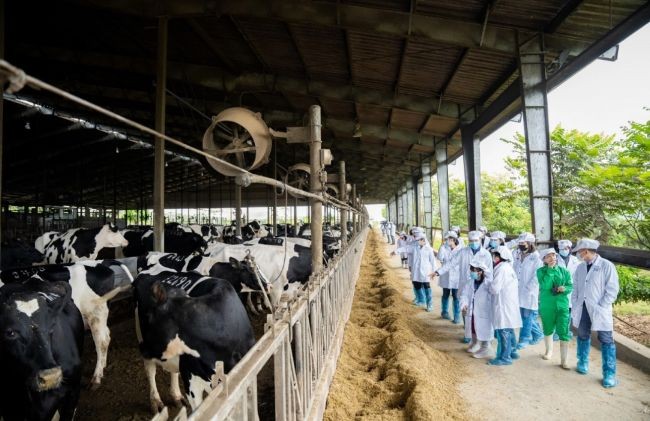 Thành tựu và kết quả kinh doanh vượt trội của Công ty sữa TH true MILK