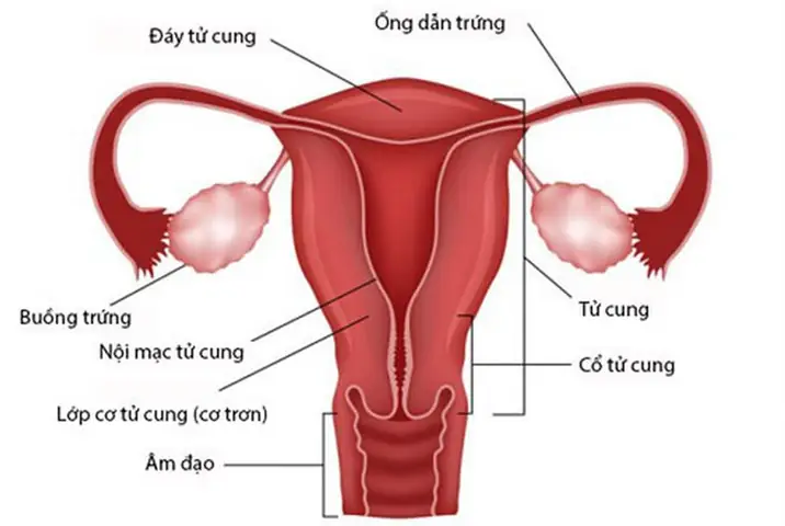 Tử cung được cấu tạo như thế nào?