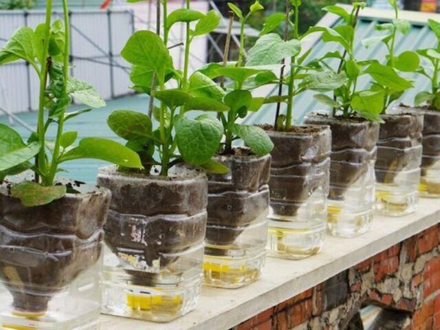 chậu cây tự tưới làm từ đồ tái chế bằng chai nhựa