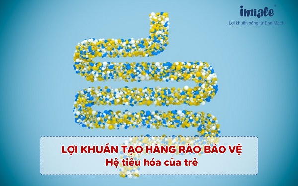 Lợi khuẩn tạo hàng rào bảo vệ hệ tiêu hóa