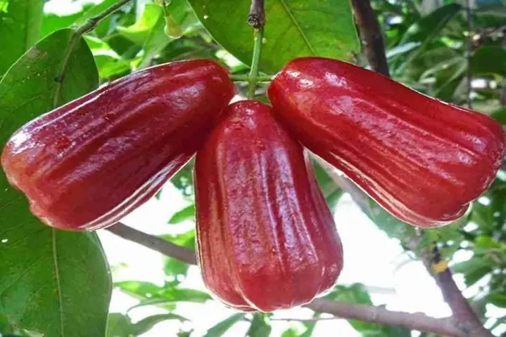 2Thành phần dinh dưỡng của mận Nam (roi)