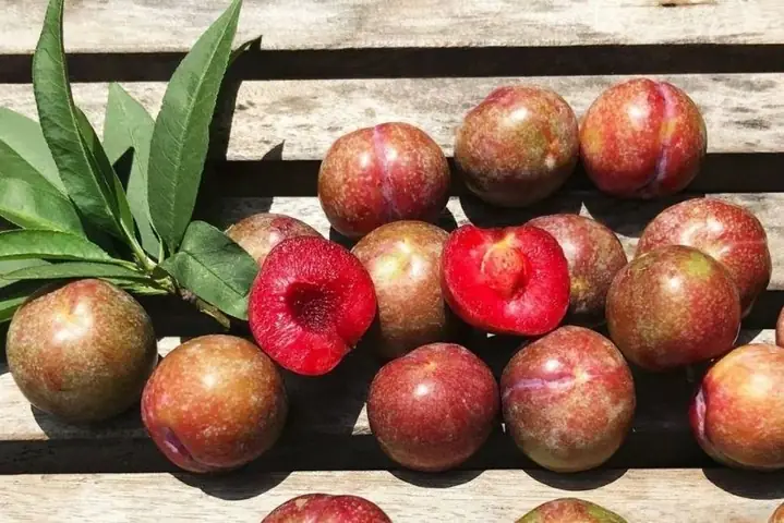 1Thành phần dinh dưỡng của mận Bắc (mận hậu)