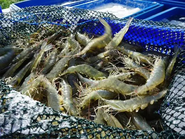 1. Cách chọn tôm tươi ngon