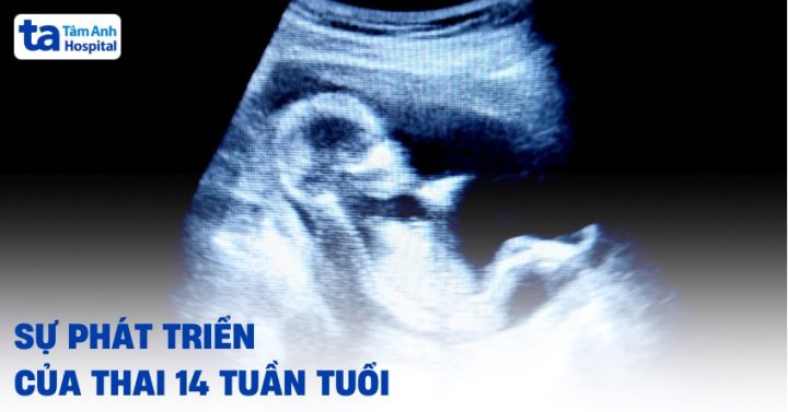 Thai 14 Tuần Bụng To Chưa: Mọi Điều Mẹ Cần Biết Về Giai Đoạn Này