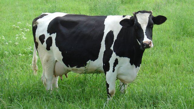 Bò sữa chất lượng cao tại các trang trại cung cấp sữa Cô Gái Hà Lan Dâu