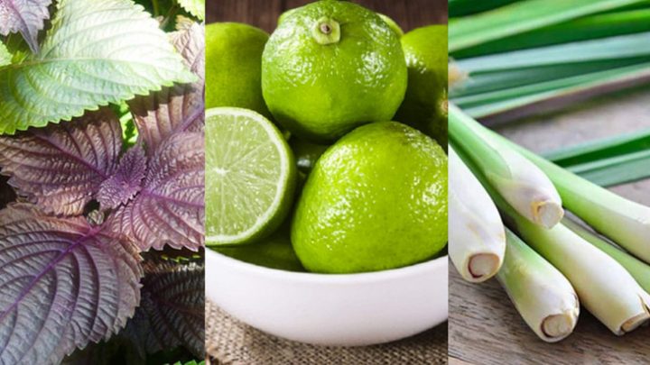 Xông Mặt Lá Tía Tô và Sả: Bí Quyết Đẹp Tự Nhiên, Hiệu Quả Toàn Diện