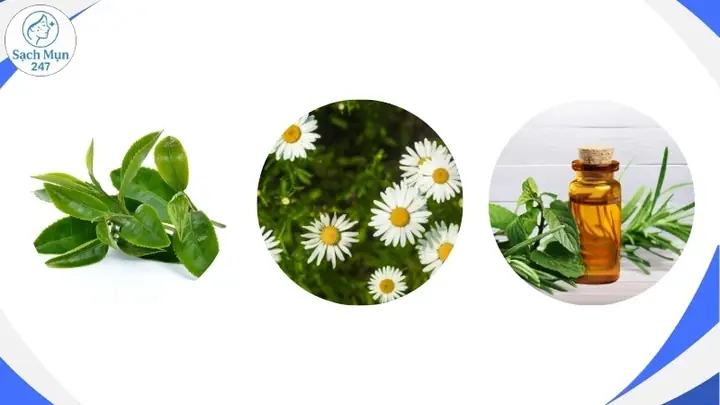 Các loại thảo mộc có thể sử dụng