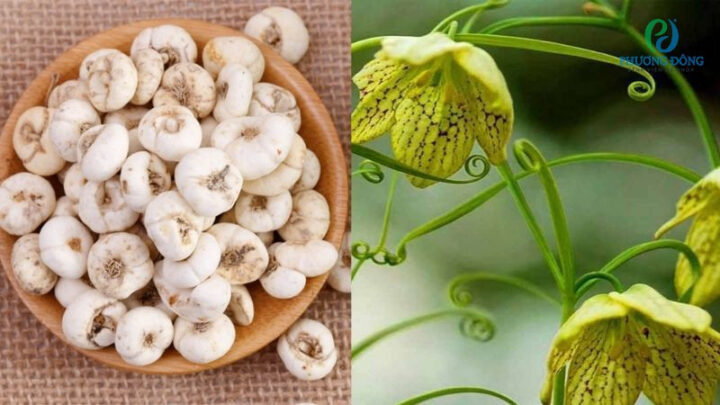 Xuyên bối mẫu có tác dụng rất tốt trong việc làm long đờm, giảm ho